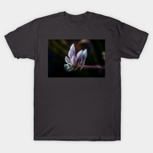 Kangaroo Paw Flower T-Shirt